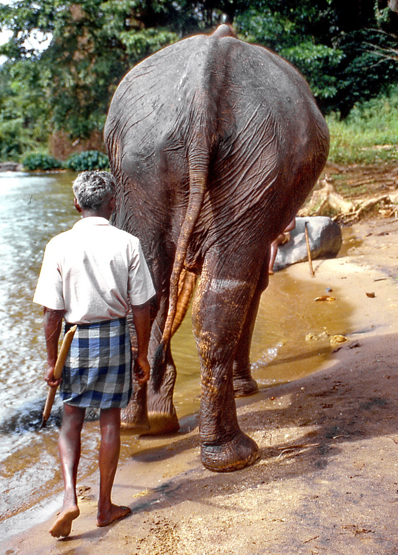 Elefant bei der Arbeit 4 