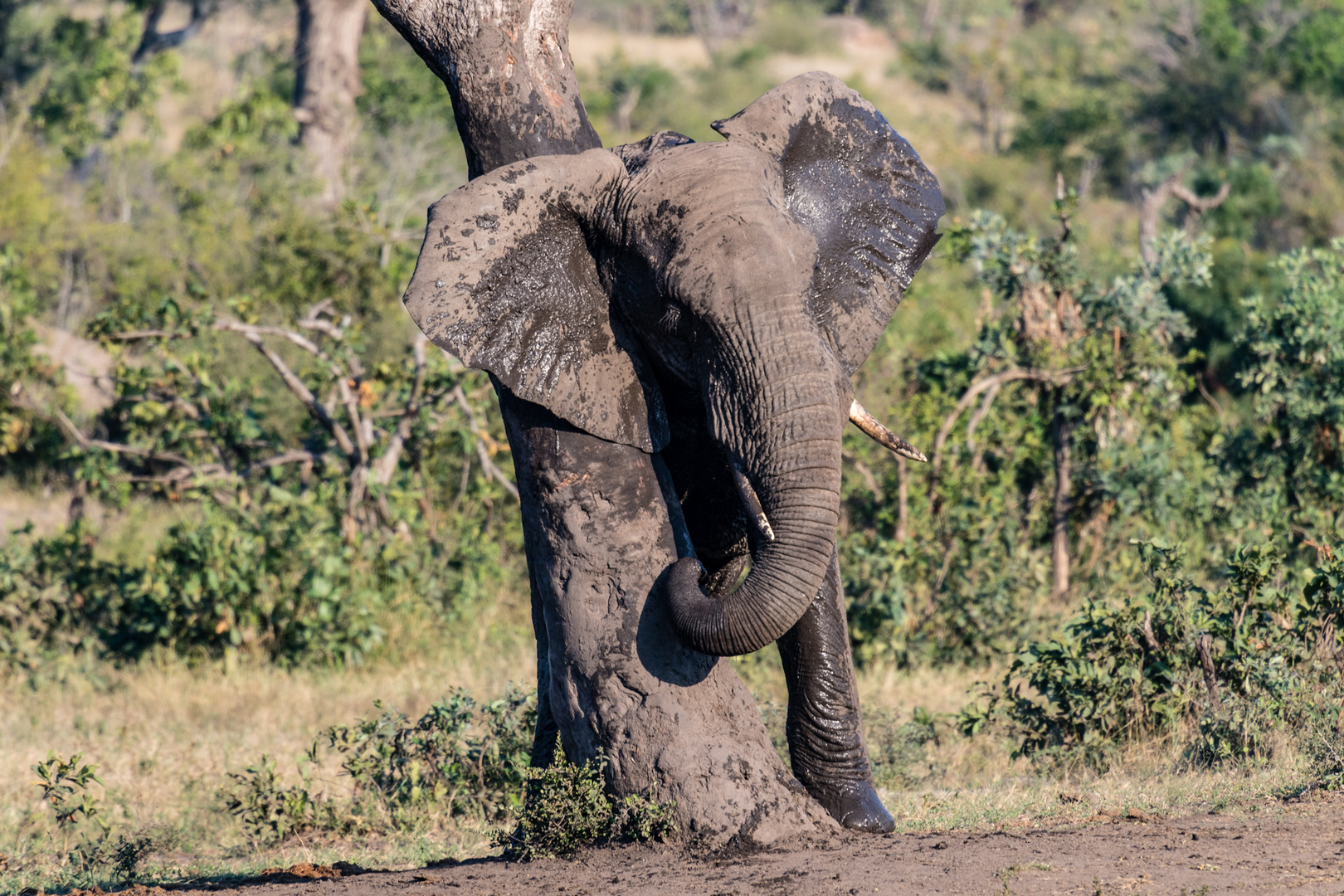 Elefant bei der Körperpflege am Baumstamm