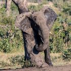 Elefant bei der Körperpflege am Baumstamm