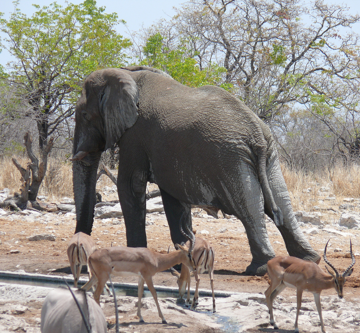 Elefant bei der Morgengymnastik