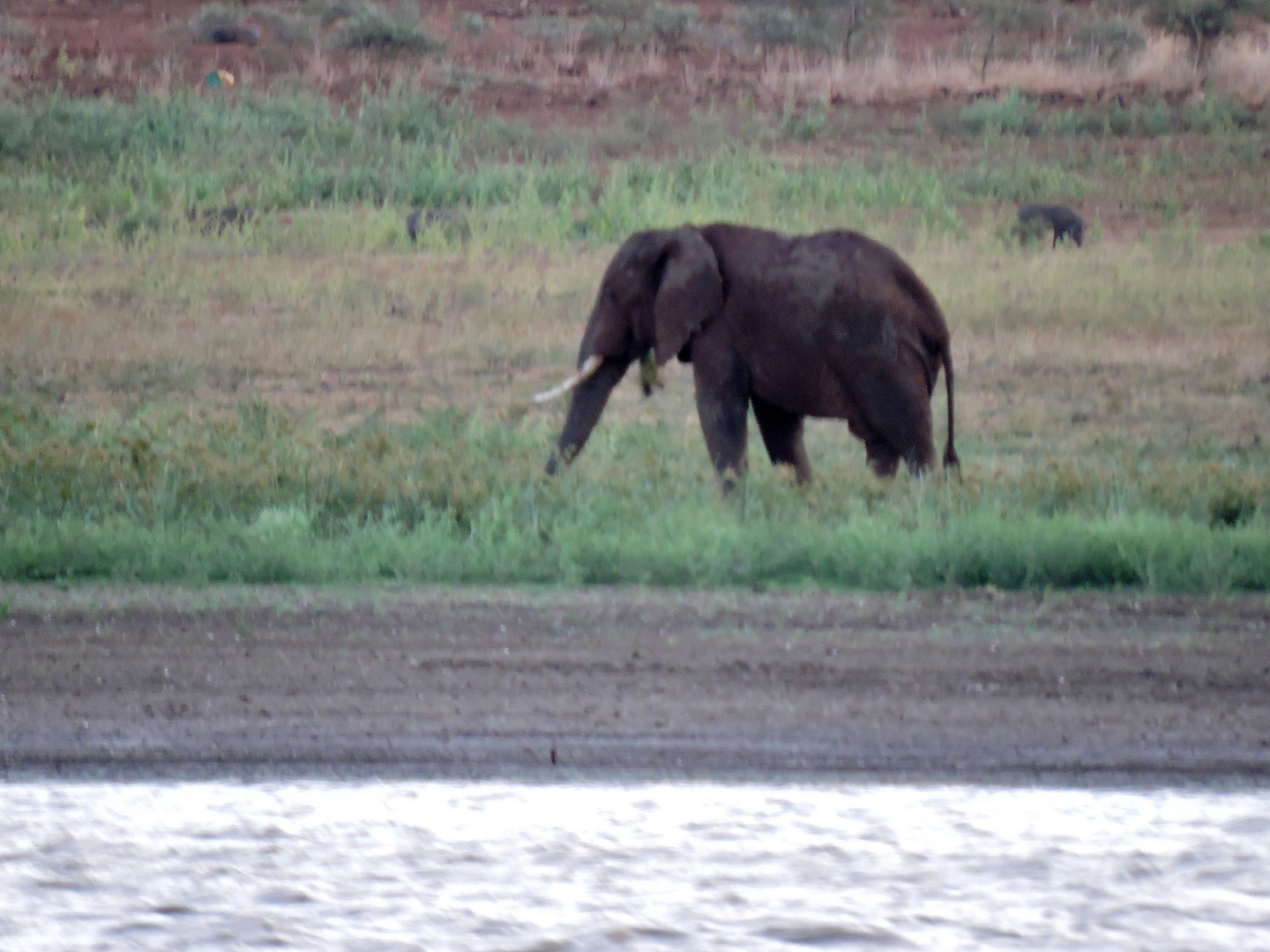 Elefant bei der Nahrungsaufnahme.