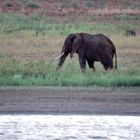 Elefant bei der Nahrungsaufnahme.