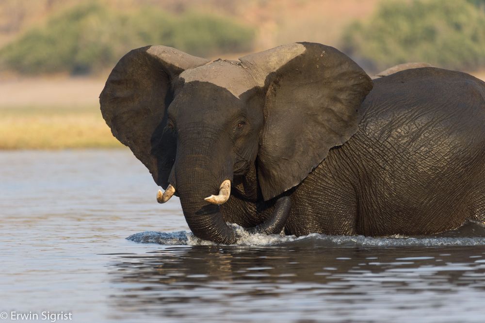 Elefant bei einer Flussdurchquerung