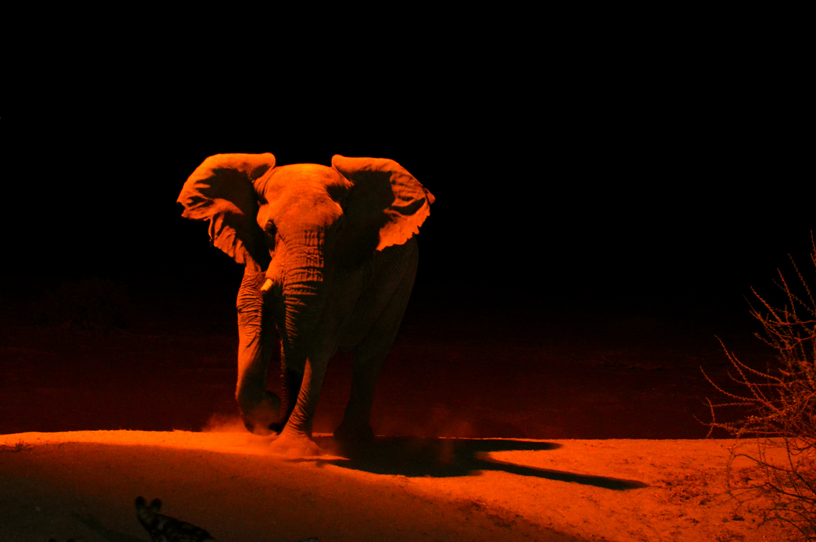 Elefant bei Nacht