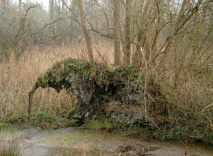 Elefant bei Regen an der Niers