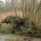 Elefant bei Regen an der Niers