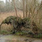 Elefant bei Regen an der Niers