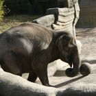 Elefant bei Rüsselballspielen