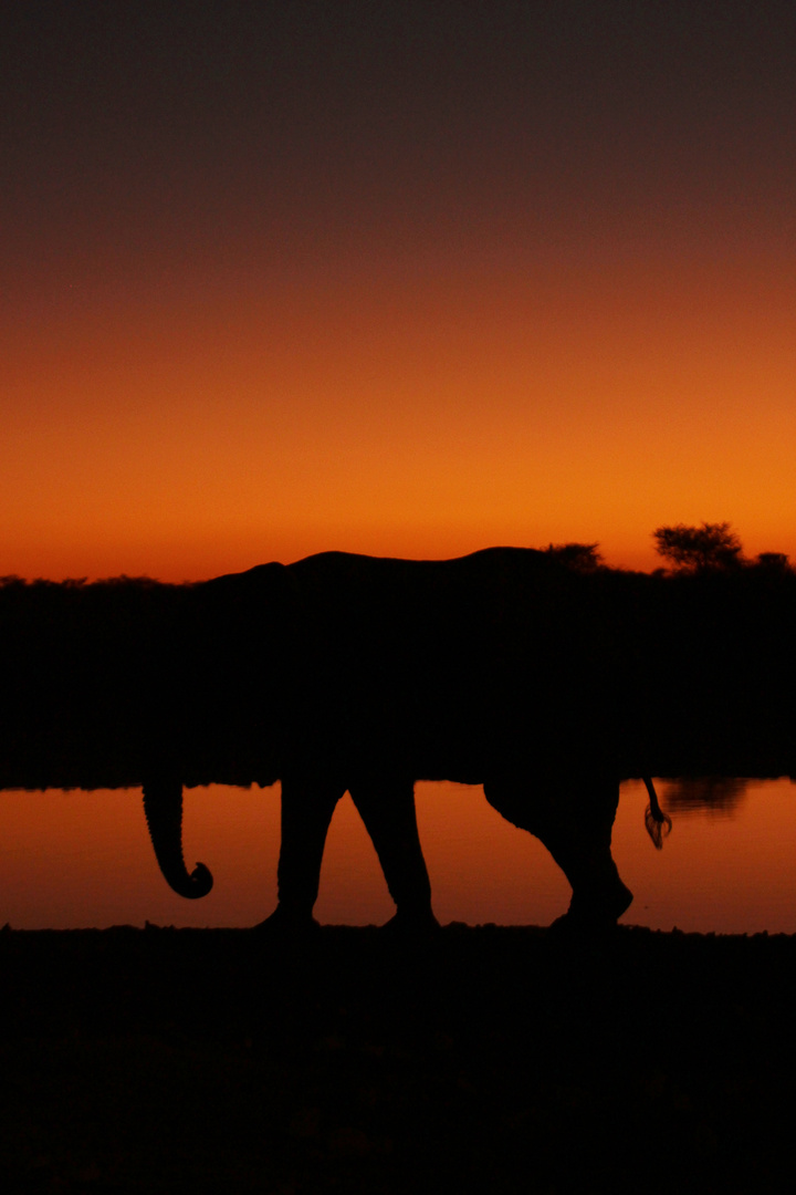 Elefant bei Sonnenuntergang