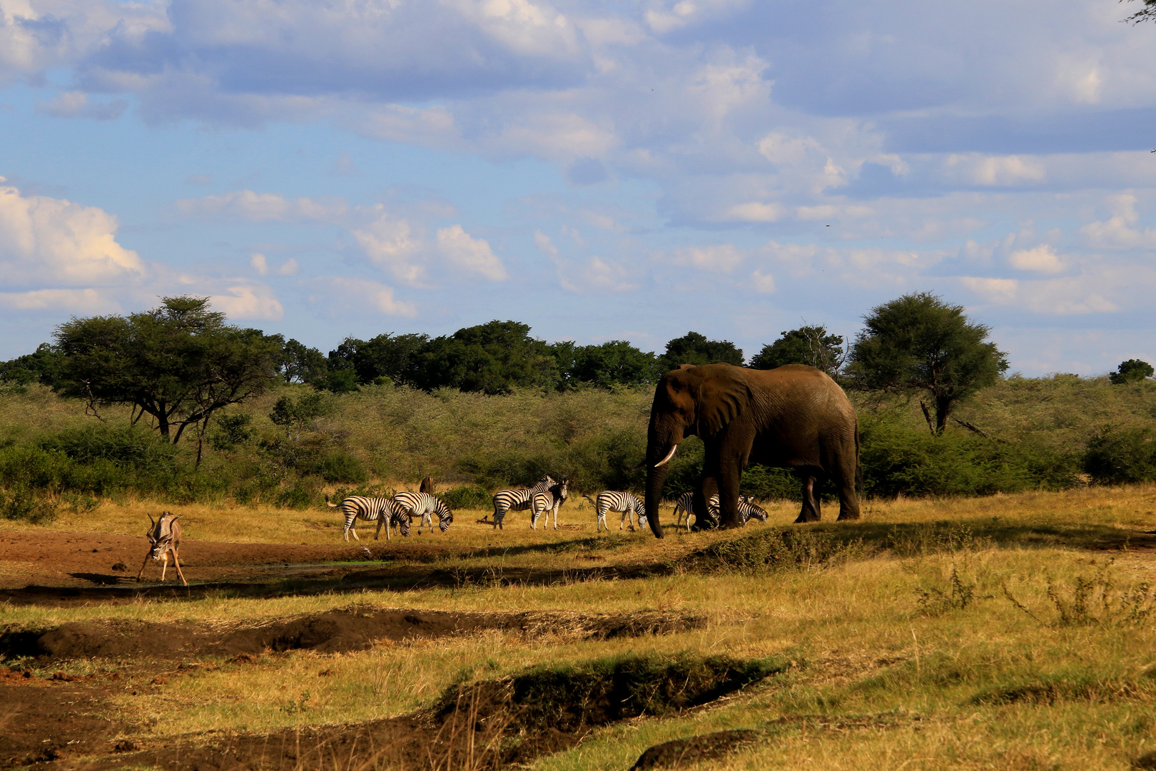 Elefant bei Zebraherde