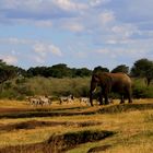 Elefant bei Zebraherde