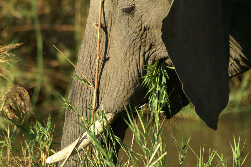 Elefant beim Abendessen 2