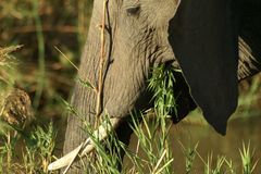 Elefant beim Abendessen 2