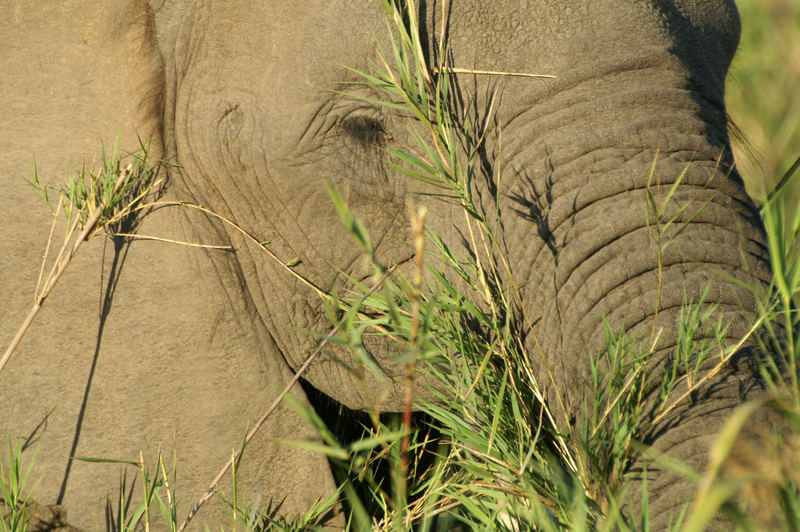 Elefant beim Abendessen