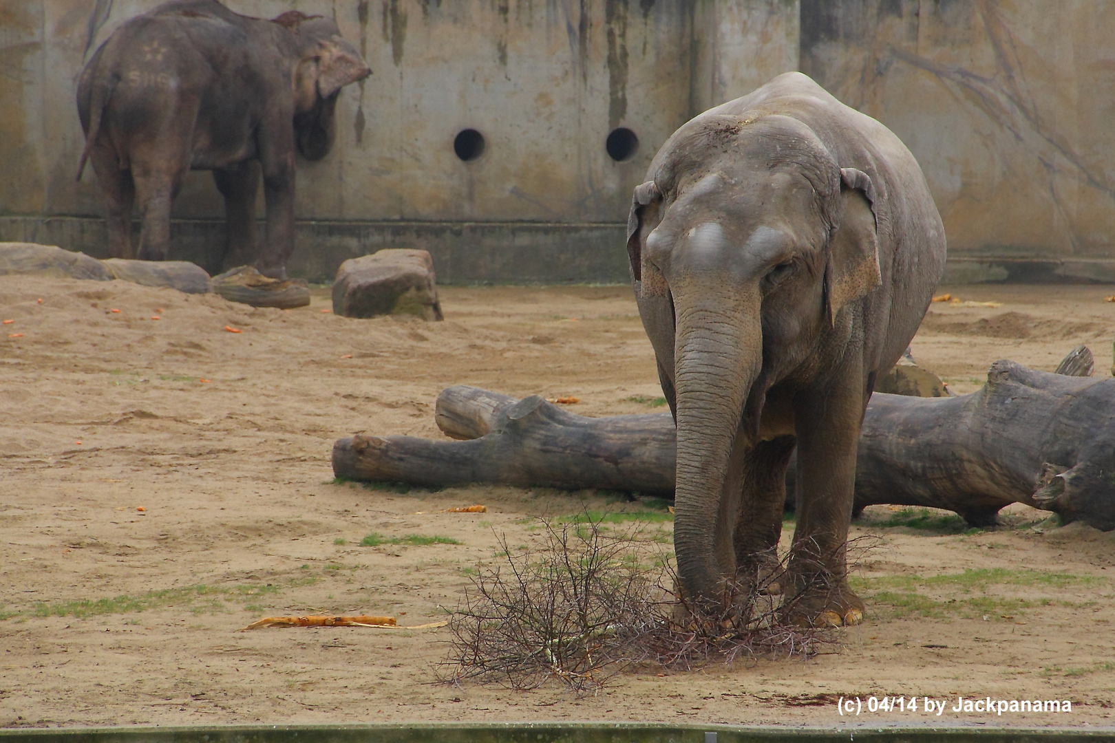 Elefant beim Aufräumen