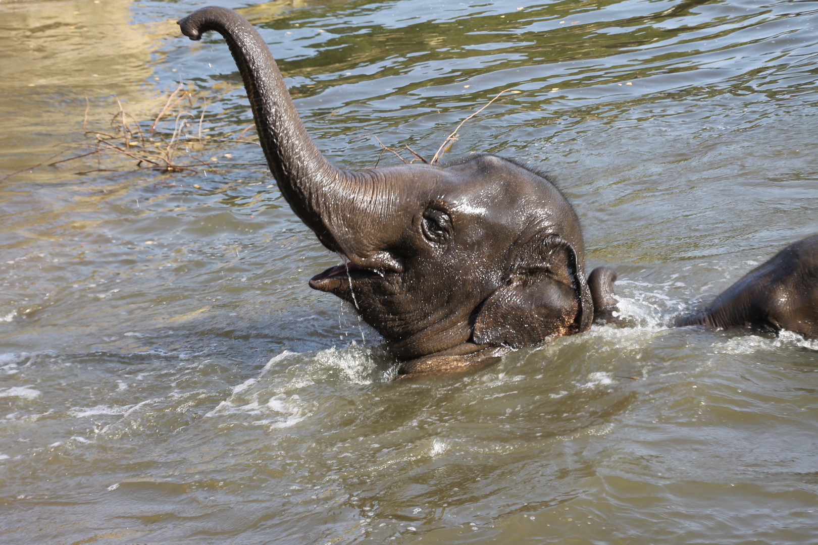 Elefant beim baden