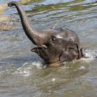 Elefant beim baden