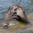 Elefant beim Baden im Kölner Zoo