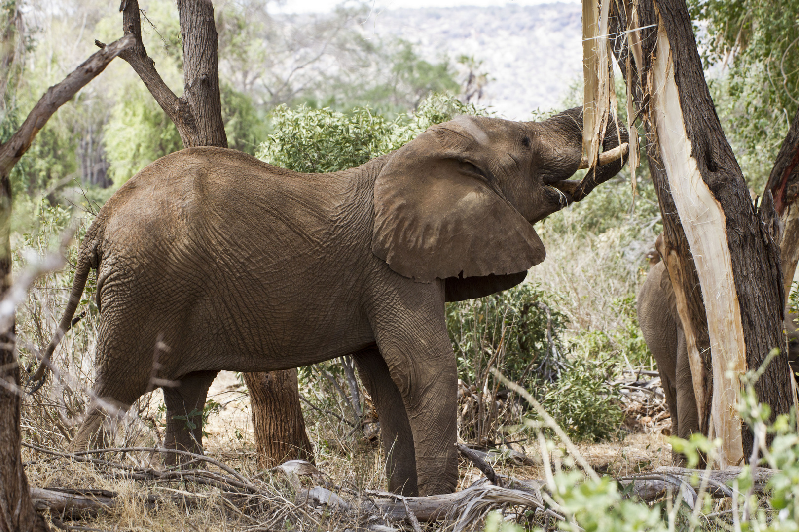 Elefant beim Baumrinde pflücken und essen, Tsavo East, Kenia