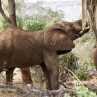Elefant beim Baumrinde pflücken und essen, Tsavo East, Kenia