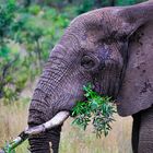 Elefant beim Fressen