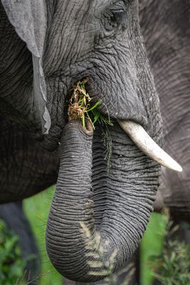 Elefant beim Fressen