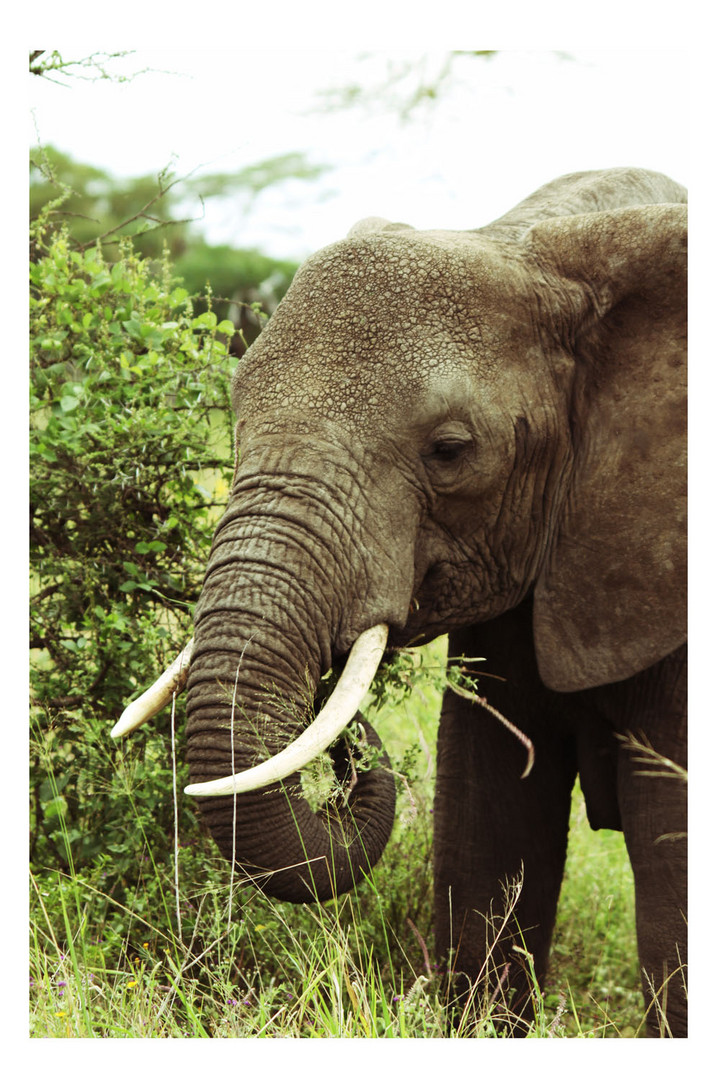 Elefant beim fressen in der Serengeti 2010