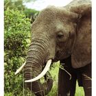 Elefant beim fressen in der Serengeti 2010