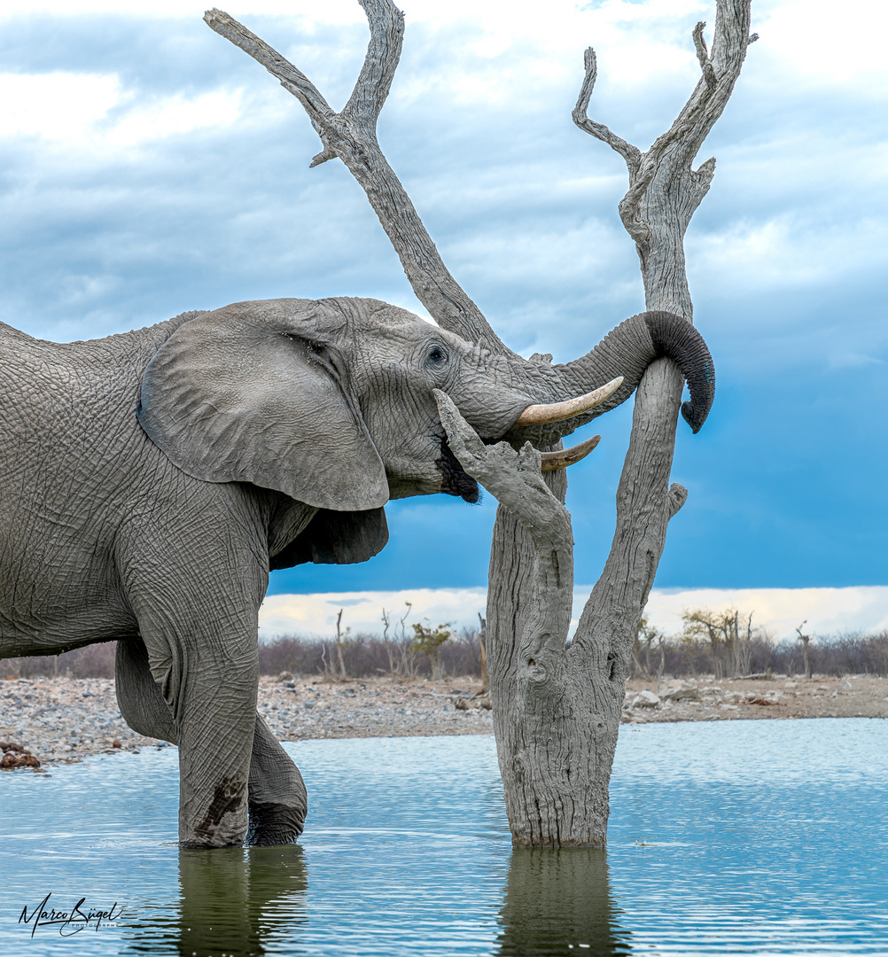 Elefant beim frühmorgendlichen Kräftemessen mit einem Baum