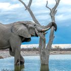 Elefant beim frühmorgendlichen Kräftemessen mit einem Baum