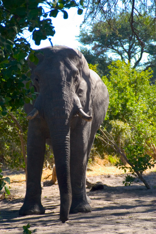 Elefant beim Frühstücksbesuch