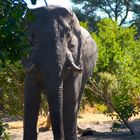 Elefant beim Frühstücksbesuch