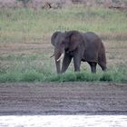 Elefant beim Gras fressen.