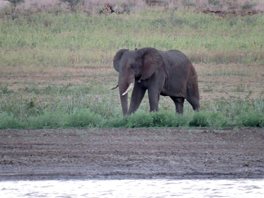 Elefant beim Gras fressen.