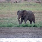 Elefant beim Gras fressen.