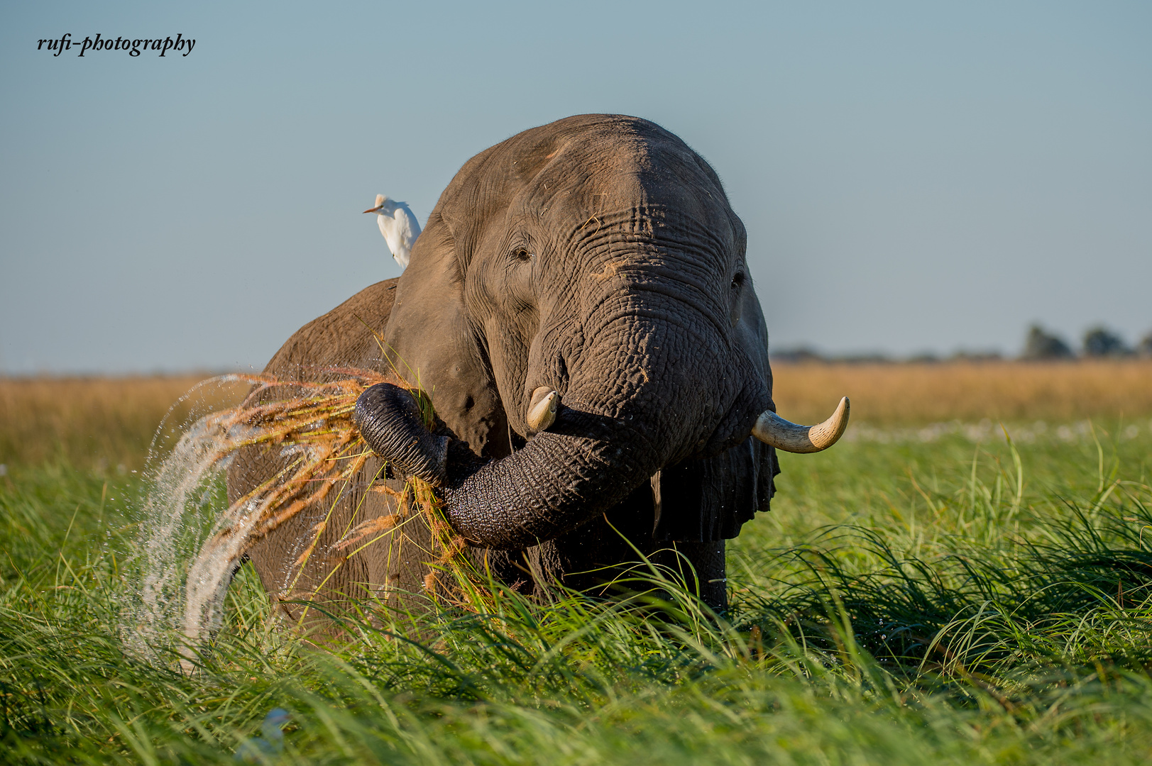 Elefant beim Grasen am Cobe River in Botswana
