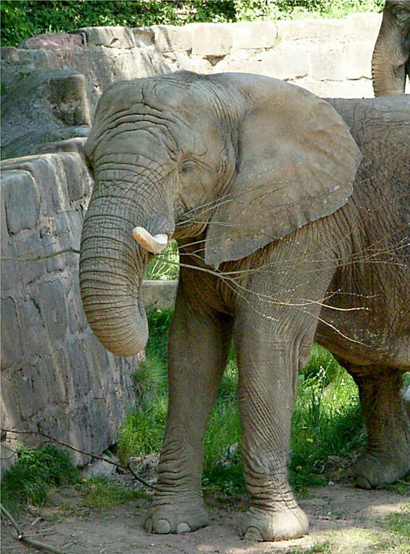 elefant beim mittagessen