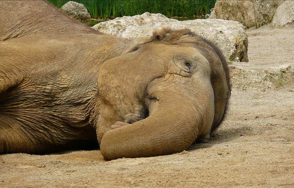 Elefant beim Mittagsschlaf