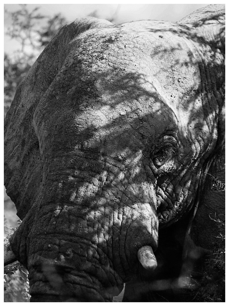 Elefant beim Mittagsschlaf im Etosha Nationalpark, Namibia