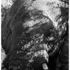 Elefant beim Mittagsschlaf im Etosha Nationalpark, Namibia