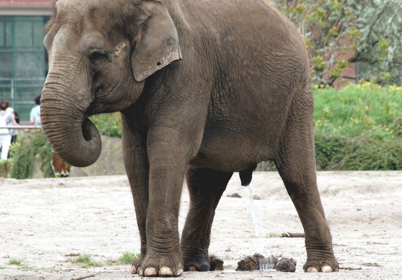 Elefant beim Pinkeln