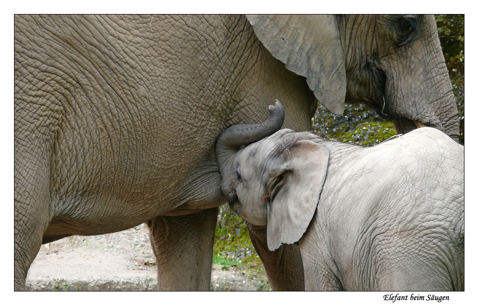 Elefant beim Säugen