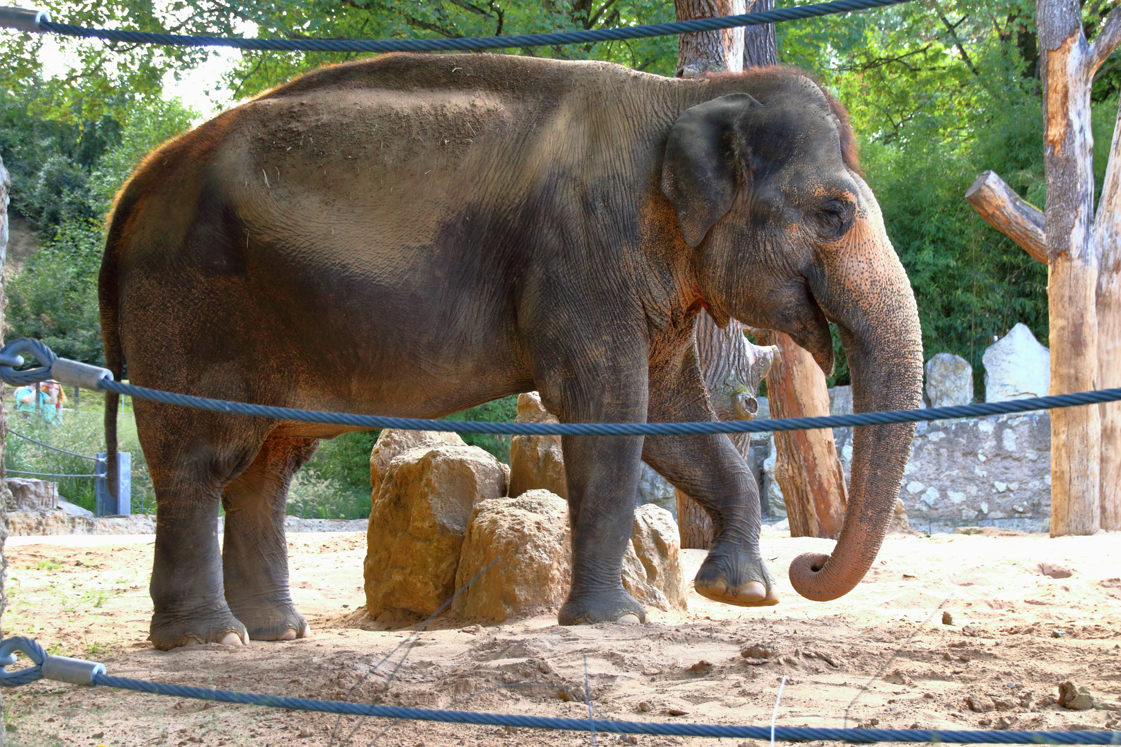 Elefant beim Sandbad