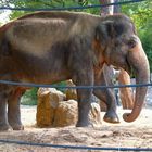 Elefant beim Sandbad