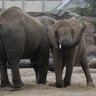 Elefant beim Sandbaden