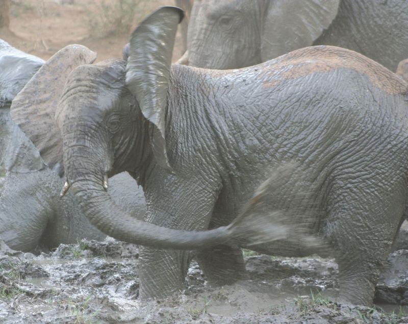 Elefant beim Schlammbad