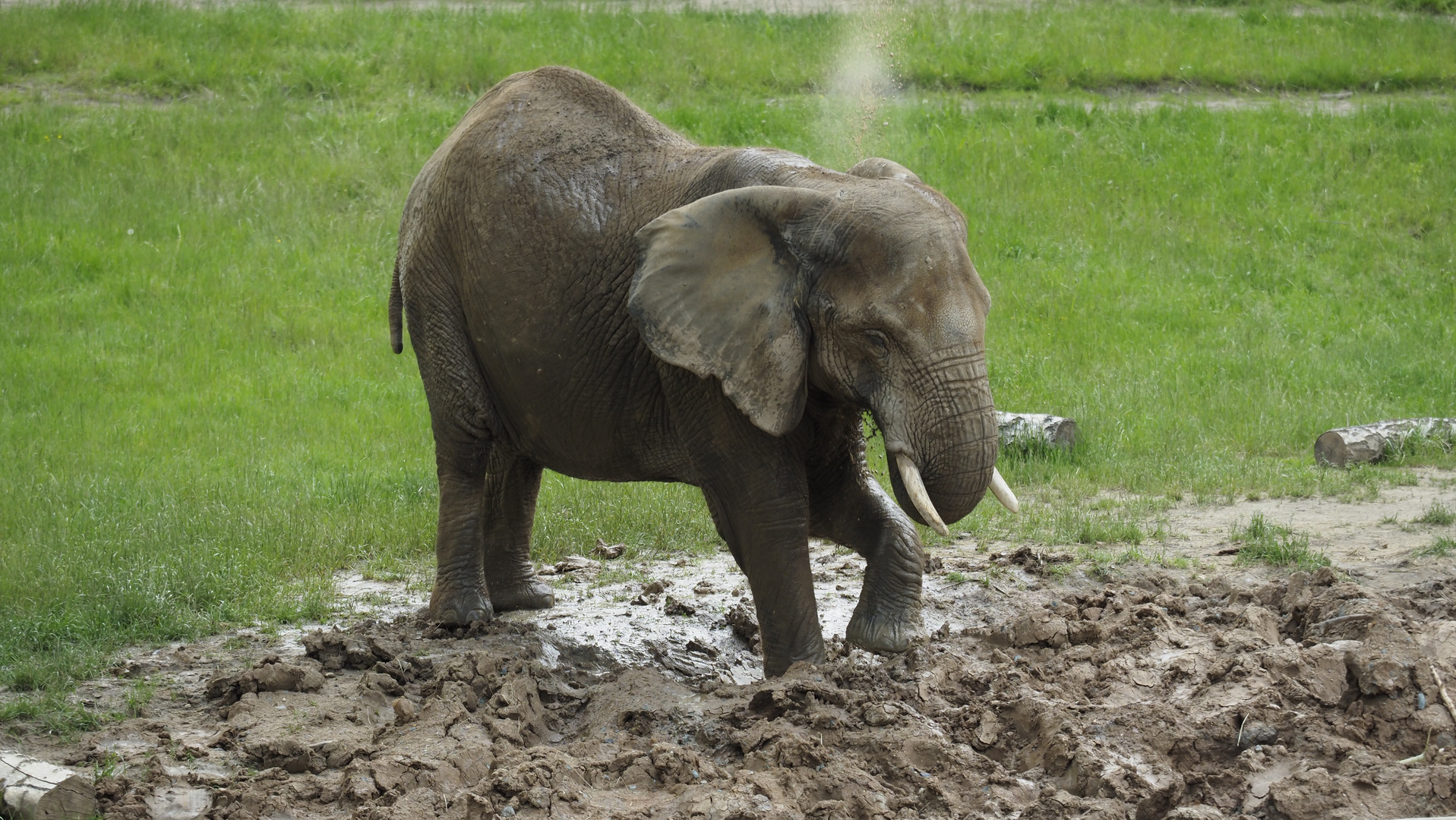 Elefant beim Schlammspritzen