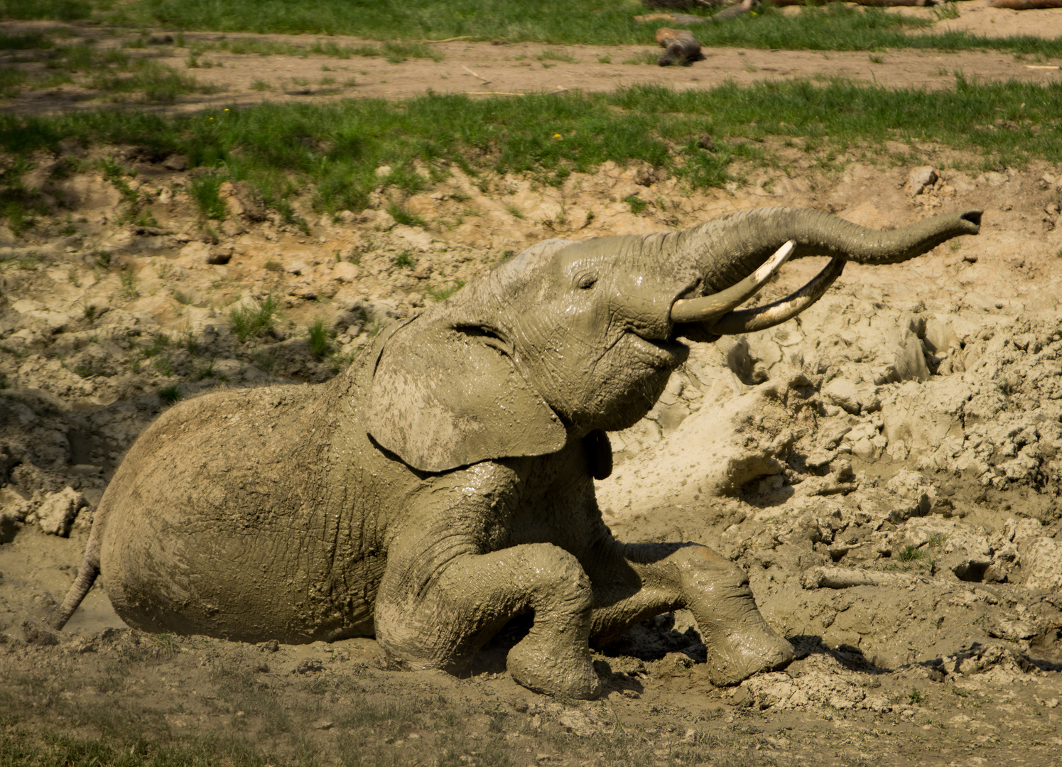 Elefant beim Sonnenbaden