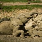 Elefant beim Sonnenbaden