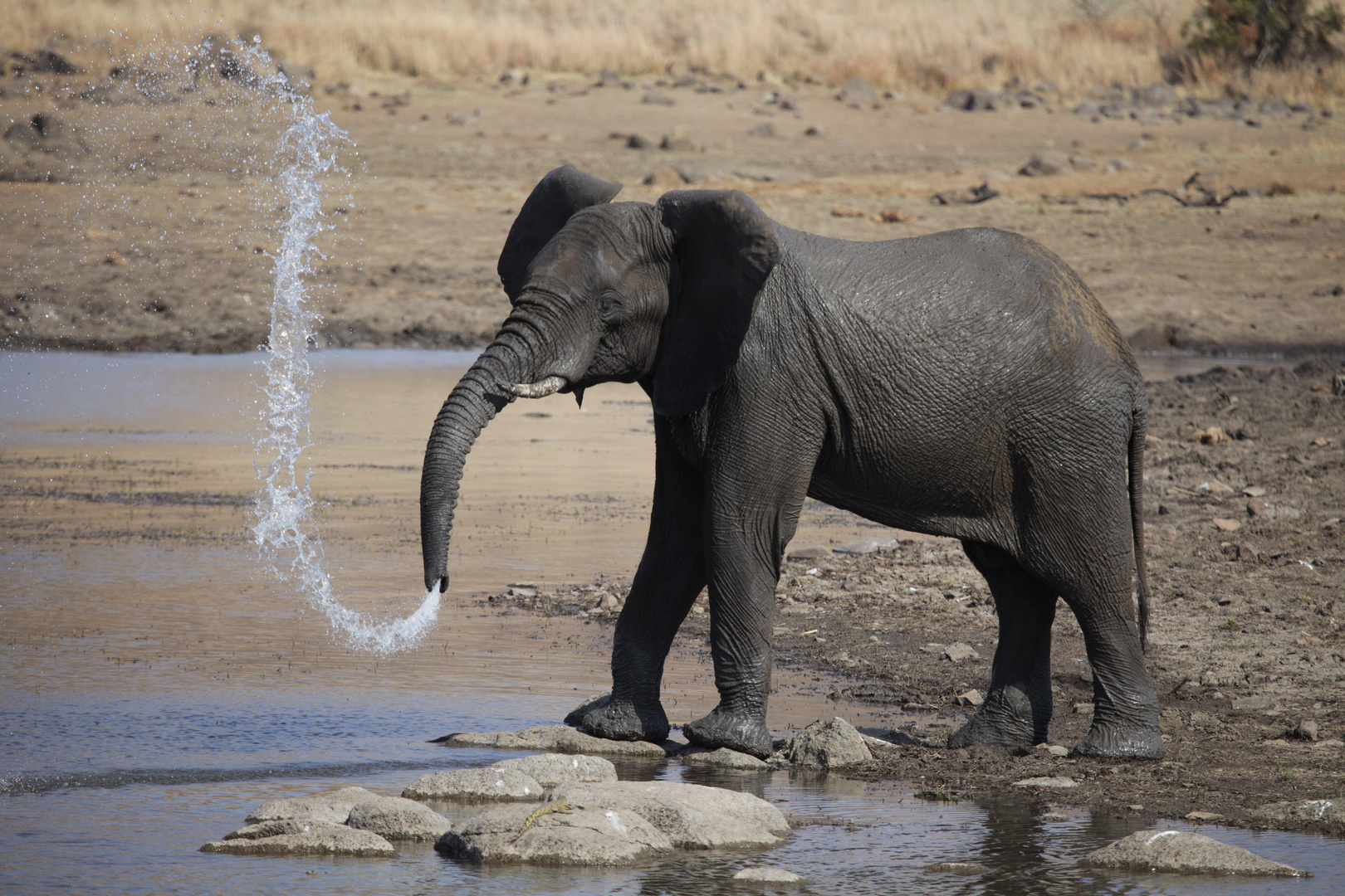 Elefant beim spielen